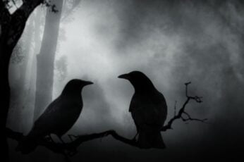 Crows Wallpaper 4k