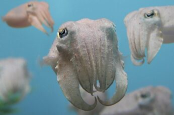 Cuttlefishes Best Wallpaper Hd