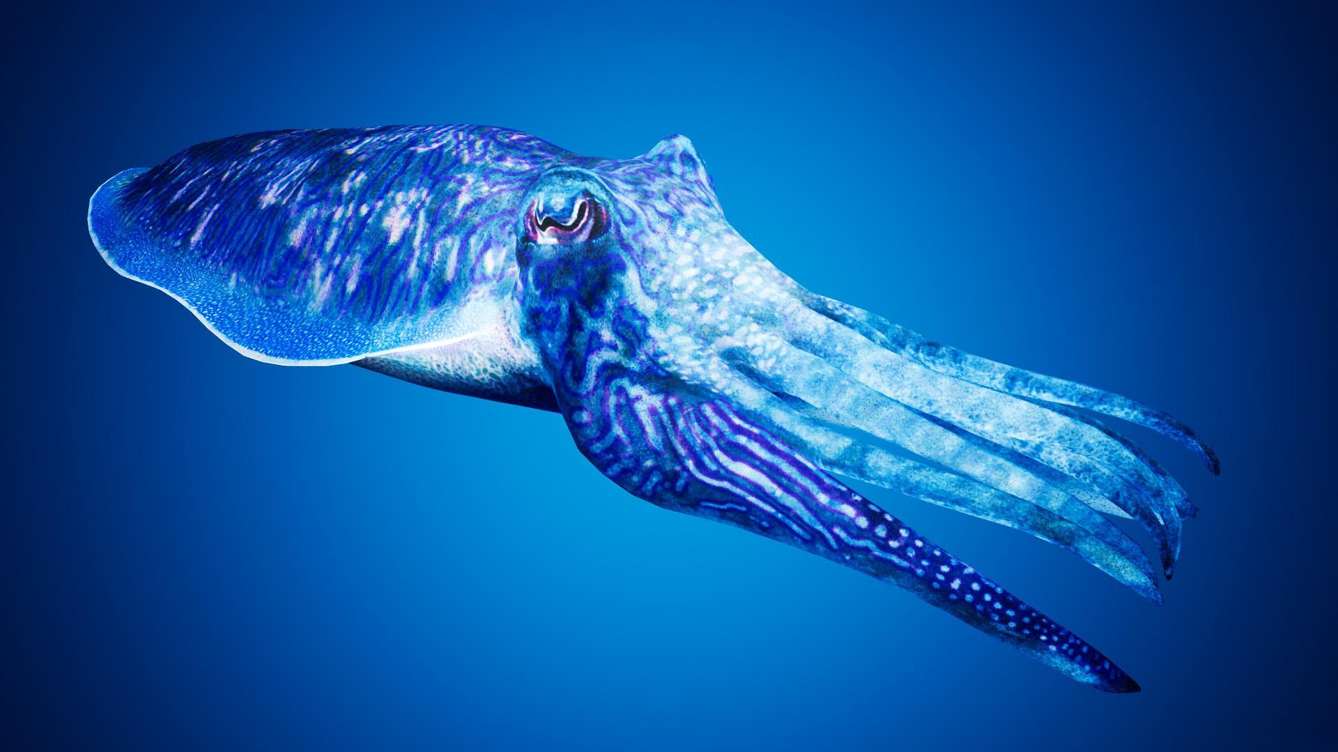 Cuttlefishes Desktop Wallpaper 4k, Cuttlefishes, Animal