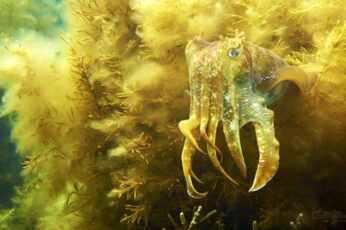 Cuttlefishes Desktop Wallpaper Hd