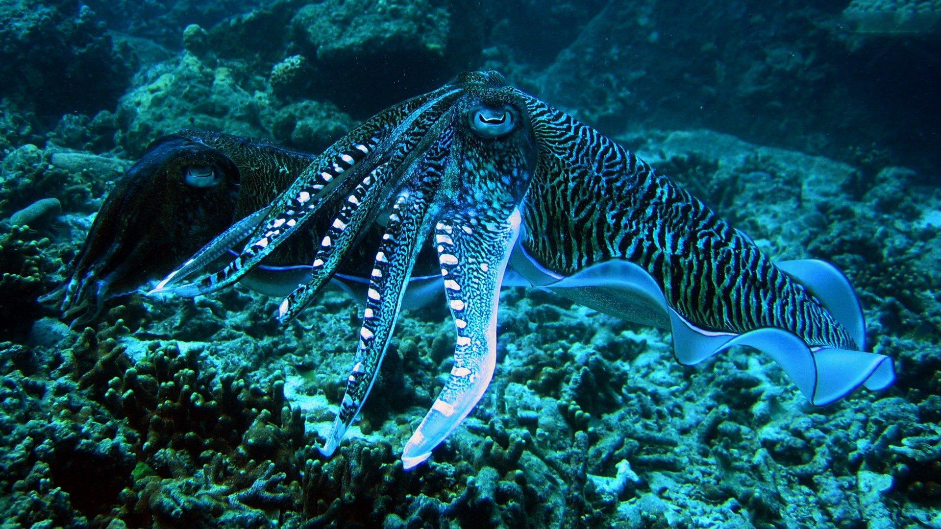 Cuttlefishes Full Hd Wallpaper 4k, Cuttlefishes, Animal