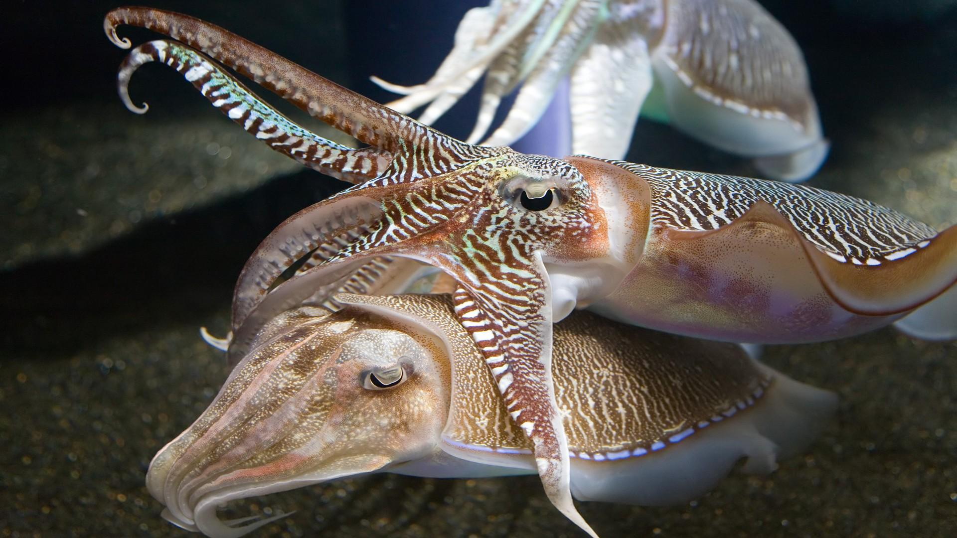 Cuttlefishes Hd Wallpaper 4k Download Full Screen, Cuttlefishes, Animal