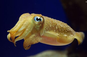 Cuttlefishes Hd Wallpapers For Pc