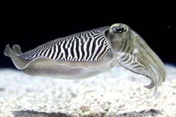 Cuttlefishes Wallpaper Download