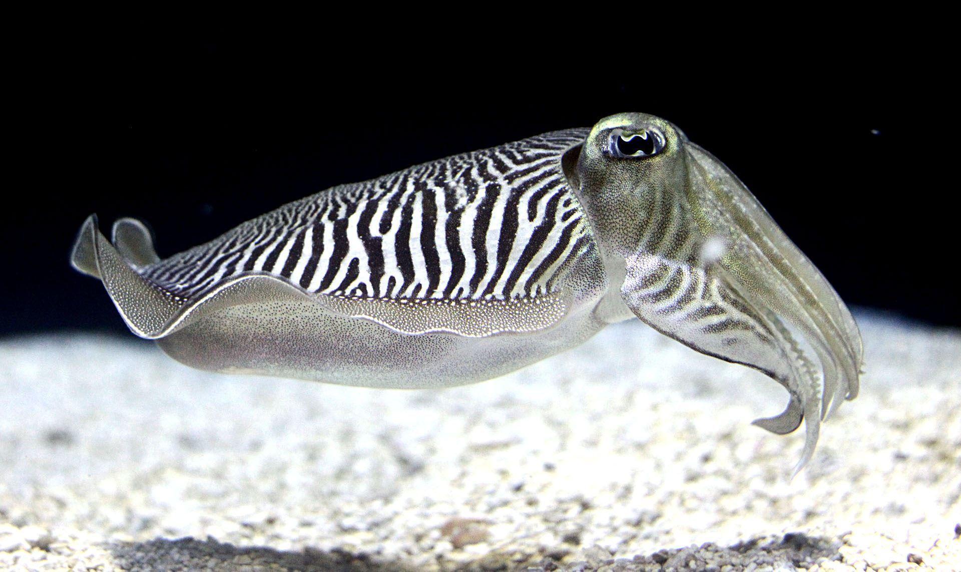 Cuttlefish Fish Underwater Animals Ocean Hd Wallpaper For Android Mobile :  Wallpapers13.com