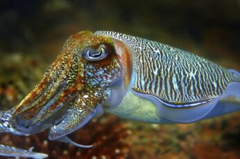 Cuttlefishes Wallpaper For Ipad