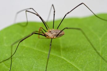 Harvestmen Hd Wallpapers For Pc