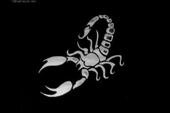 Scorpion Arachnids Desktop Wallpaper