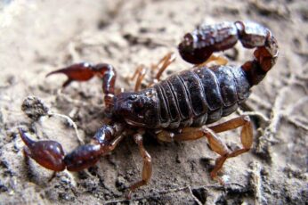 Scorpion Arachnids Desktop Wallpaper Full Screen