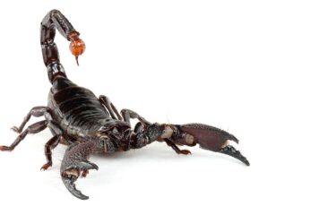 Scorpion Arachnids Desktop Wallpaper Hd