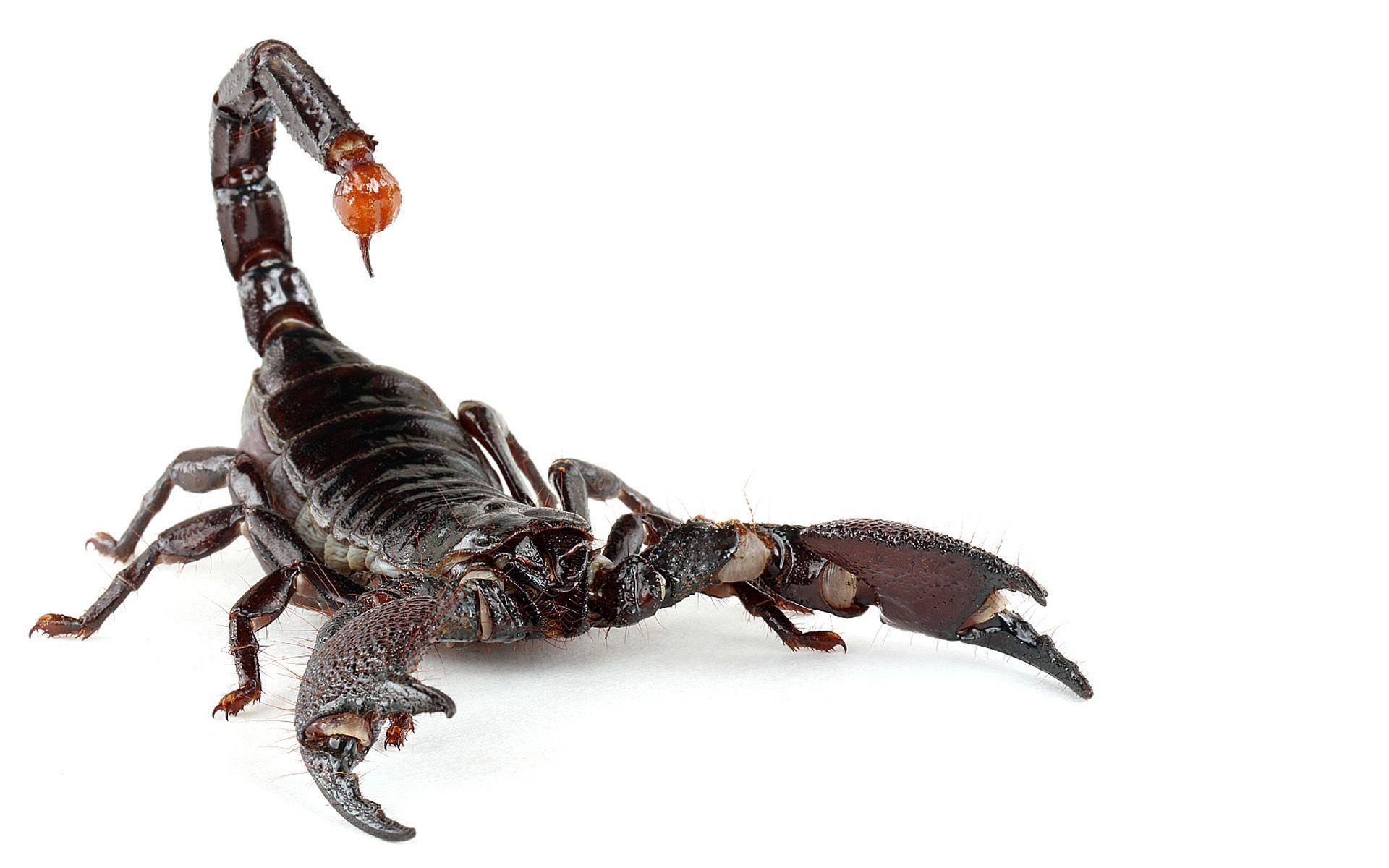 Scorpion Arachnids Desktop Wallpaper Hd, Scorpion Arachnids, Animal