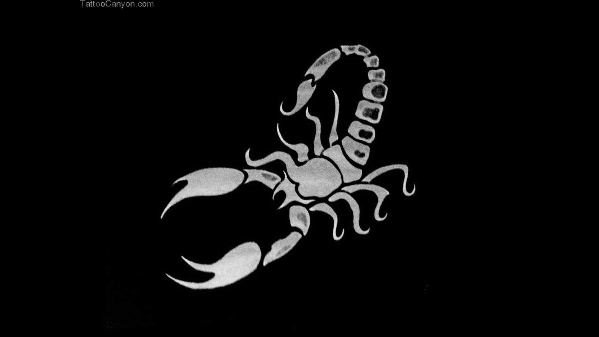Scorpion Arachnids Desktop Wallpaper, Scorpion Arachnids, Animal