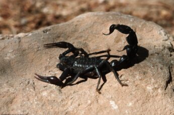 Scorpion Arachnids Hd Wallpapers For Pc