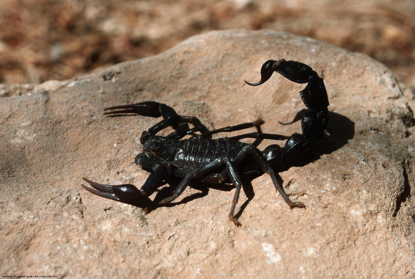 Scorpion Arachnids Hd Wallpapers For Pc, Scorpion Arachnids, Animal