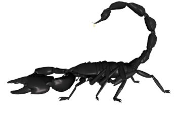 Scorpion Arachnids High Resolution Desktop Wallpaper