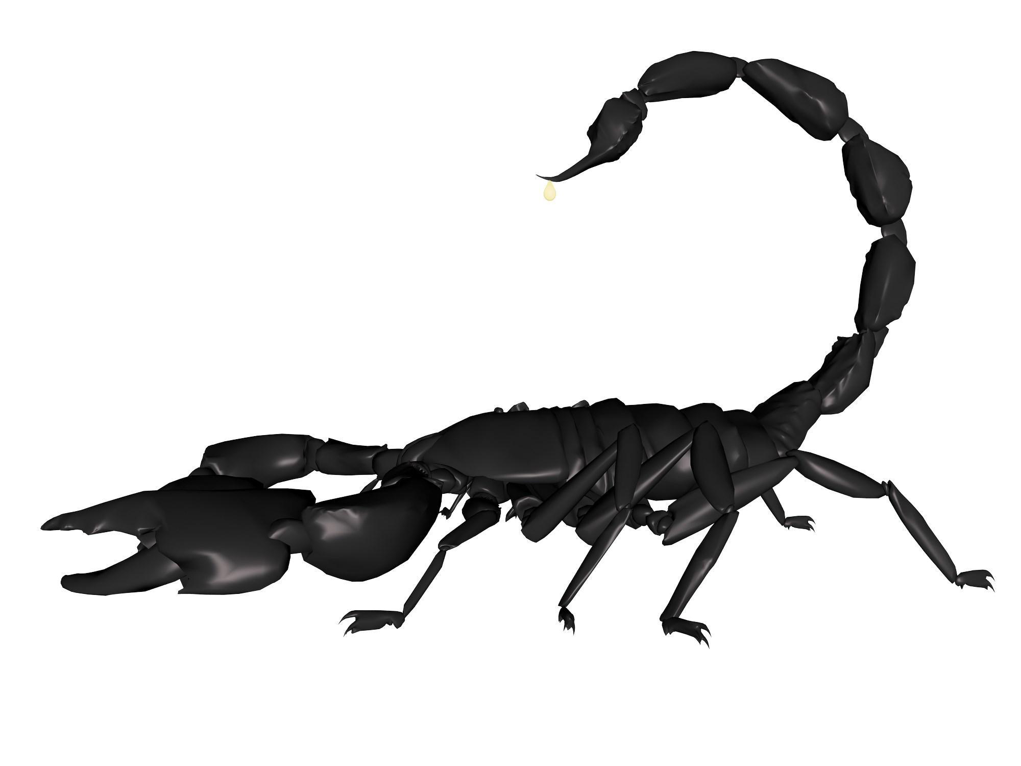Scorpion Arachnids High Resolution Desktop Wallpaper, Scorpion Arachnids, Animal