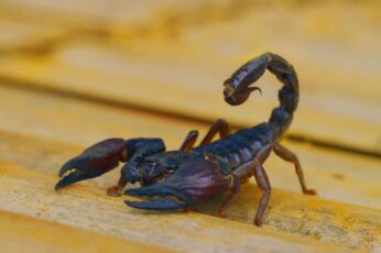 Scorpion Arachnids Pc Wallpaper