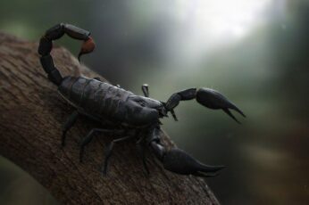 Scorpion Arachnids Wallpaper 4k For Laptop