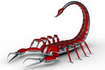 Scorpion Arachnids Wallpaper Download