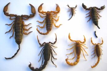 Scorpion Arachnids Wallpaper Iphone