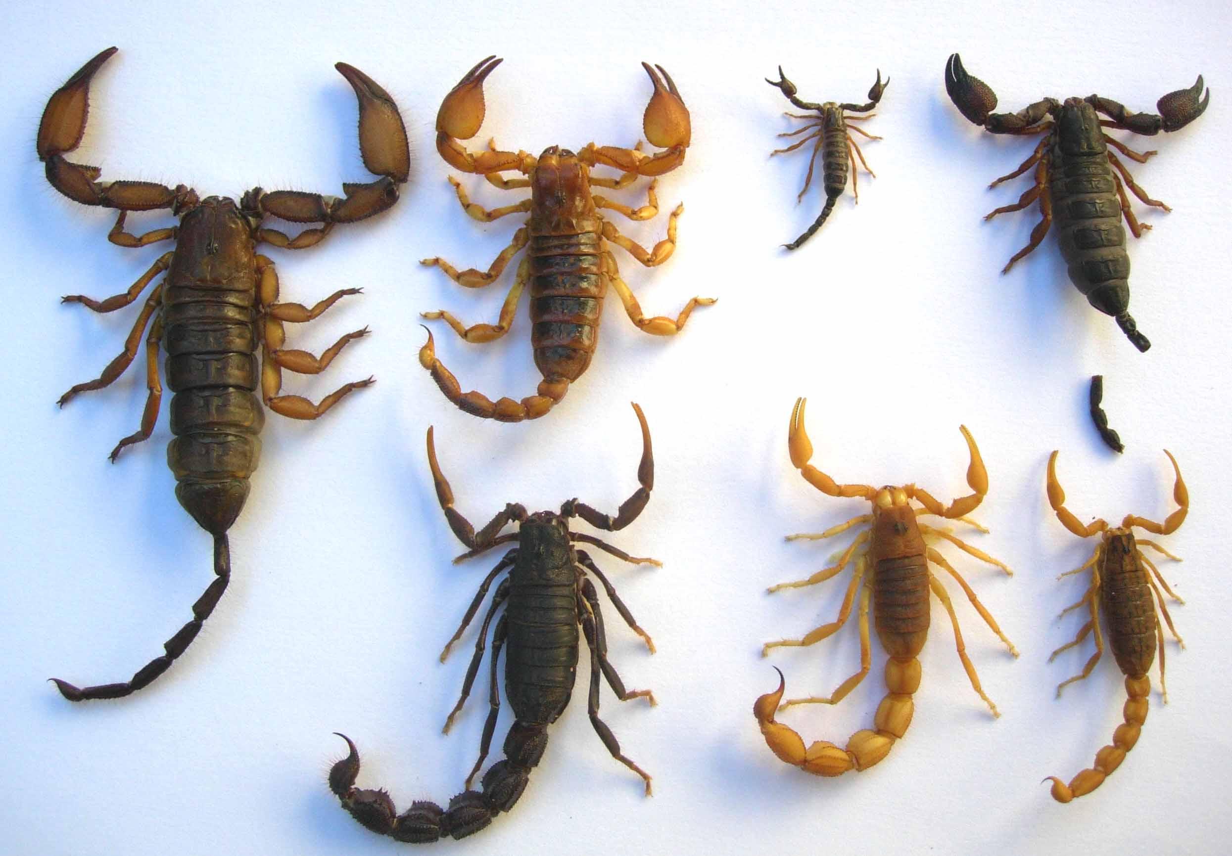Scorpion Arachnids Wallpaper Iphone, Scorpion Arachnids, Animal