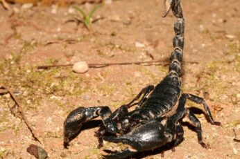 Scorpion Arachnids Wallpaper Phone