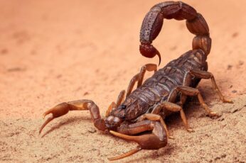 Scorpion Arachnids Wallpaper Photo