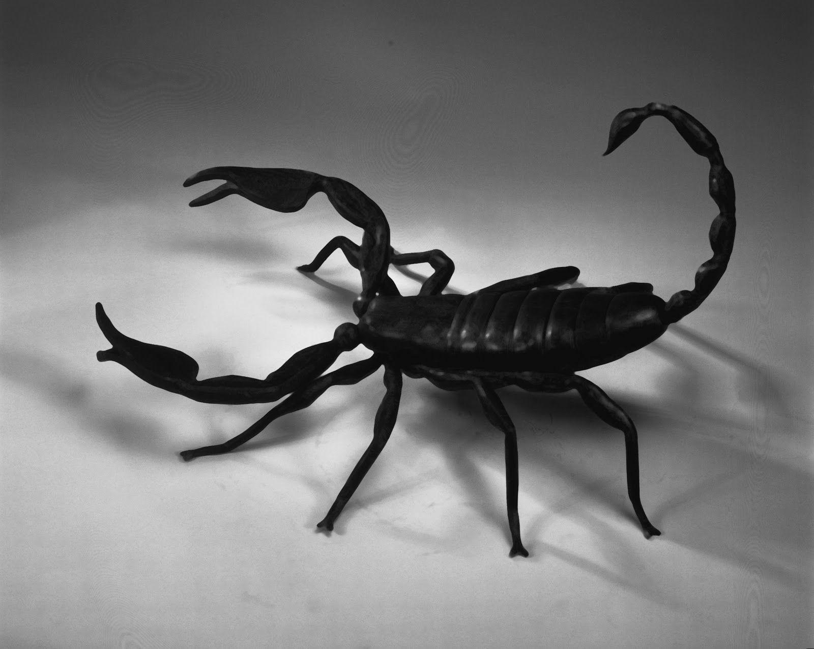 Scorpion Desktop Hd Wallpaper 4k, Scorpion, Animal