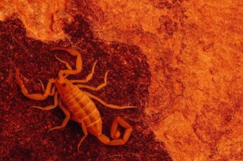 Scorpion Desktop Wallpaper Full Screen