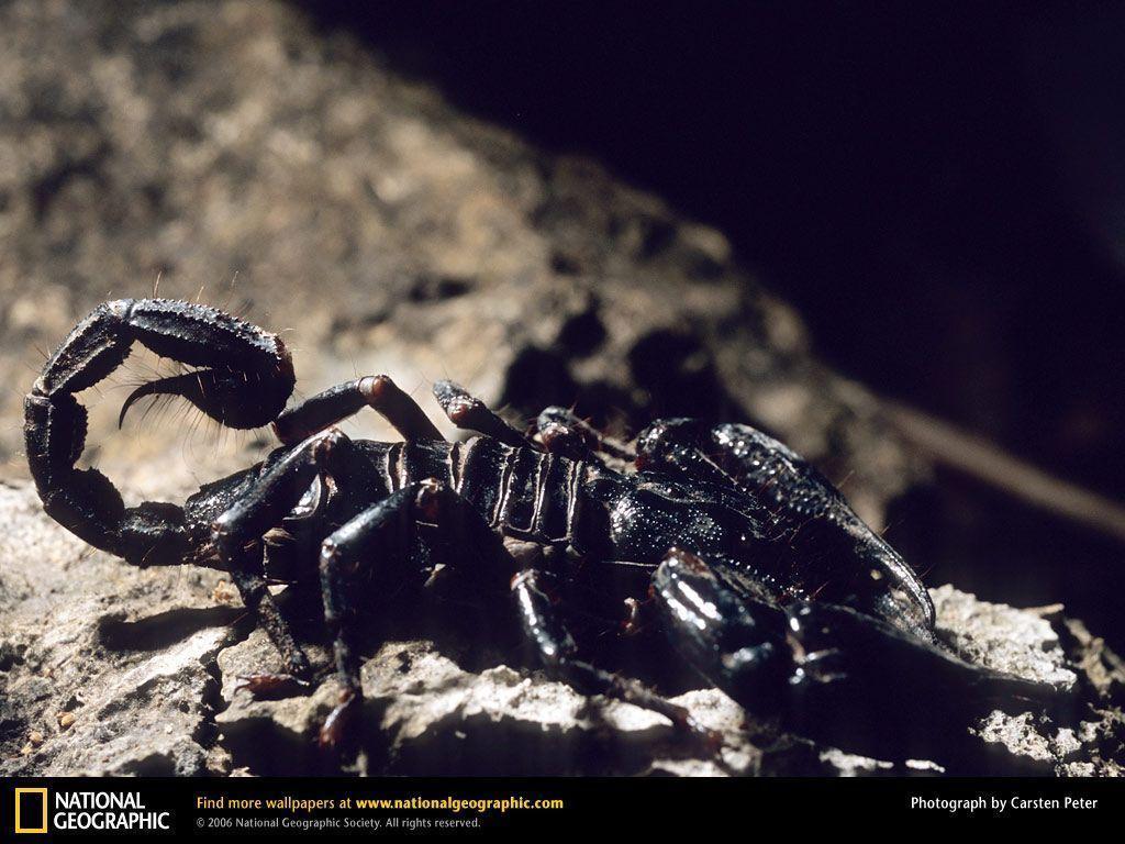 Scorpion Desktop Wallpaper