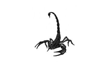 Scorpion Desktop Wallpapers