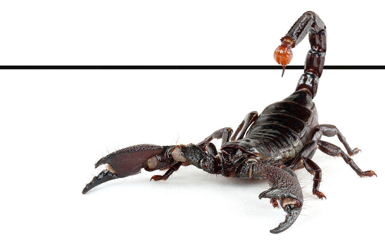 Scorpion Download Best Hd Wallpaper, Scorpion, Animal