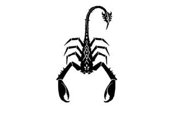 Scorpion Hd Wallpaper 4k For Pc