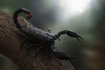 Scorpion Hd Wallpapers Free Download