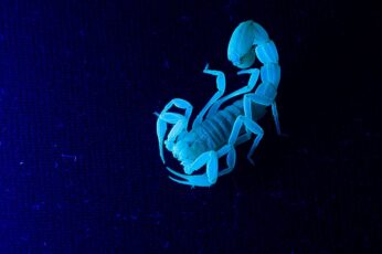 Scorpion High Resolution Desktop Wallpaper