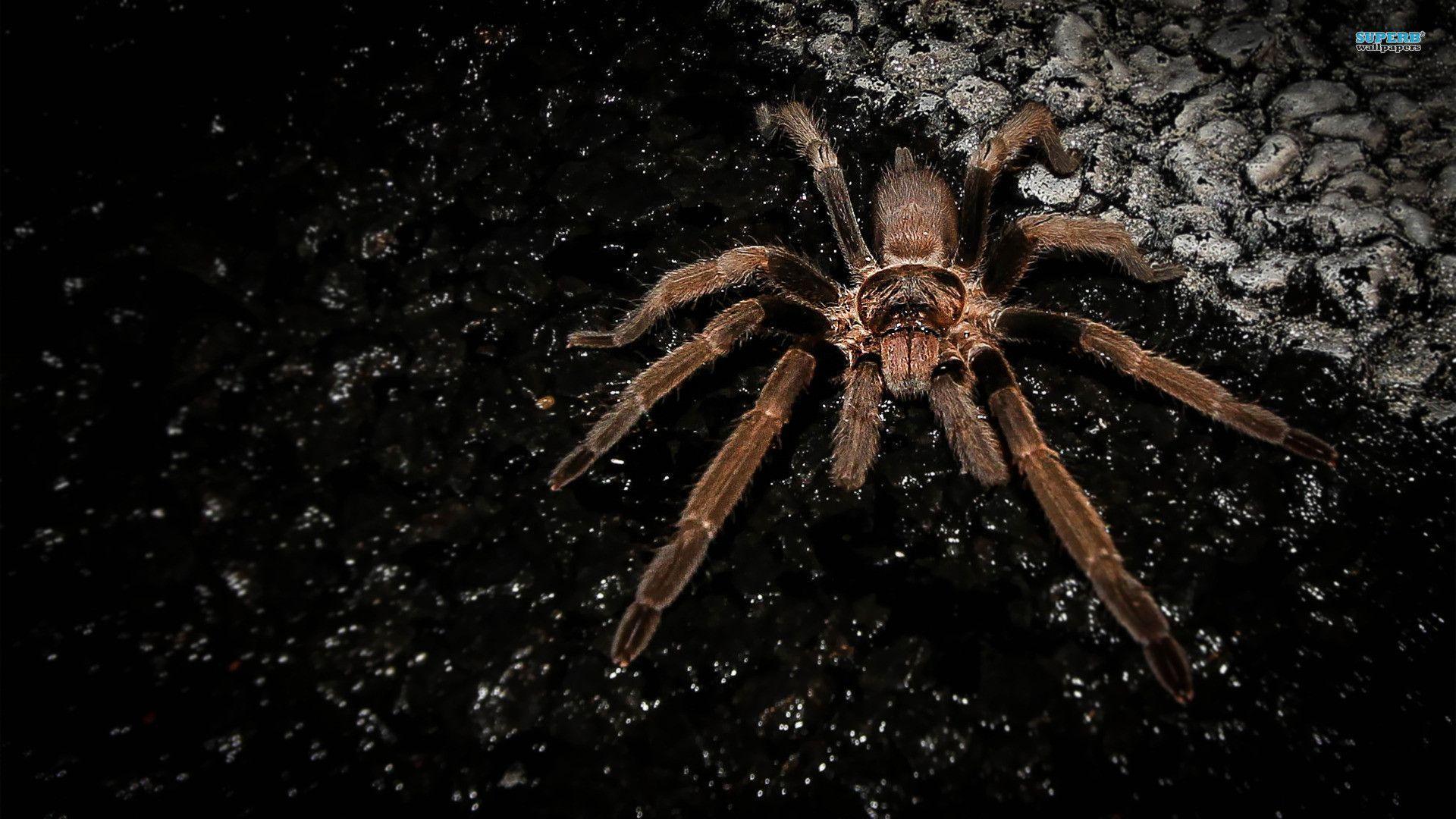 Spider 4K Ultra Hd Wallpapers, Spider, Animal