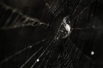 Spider Desktop Wallpaper