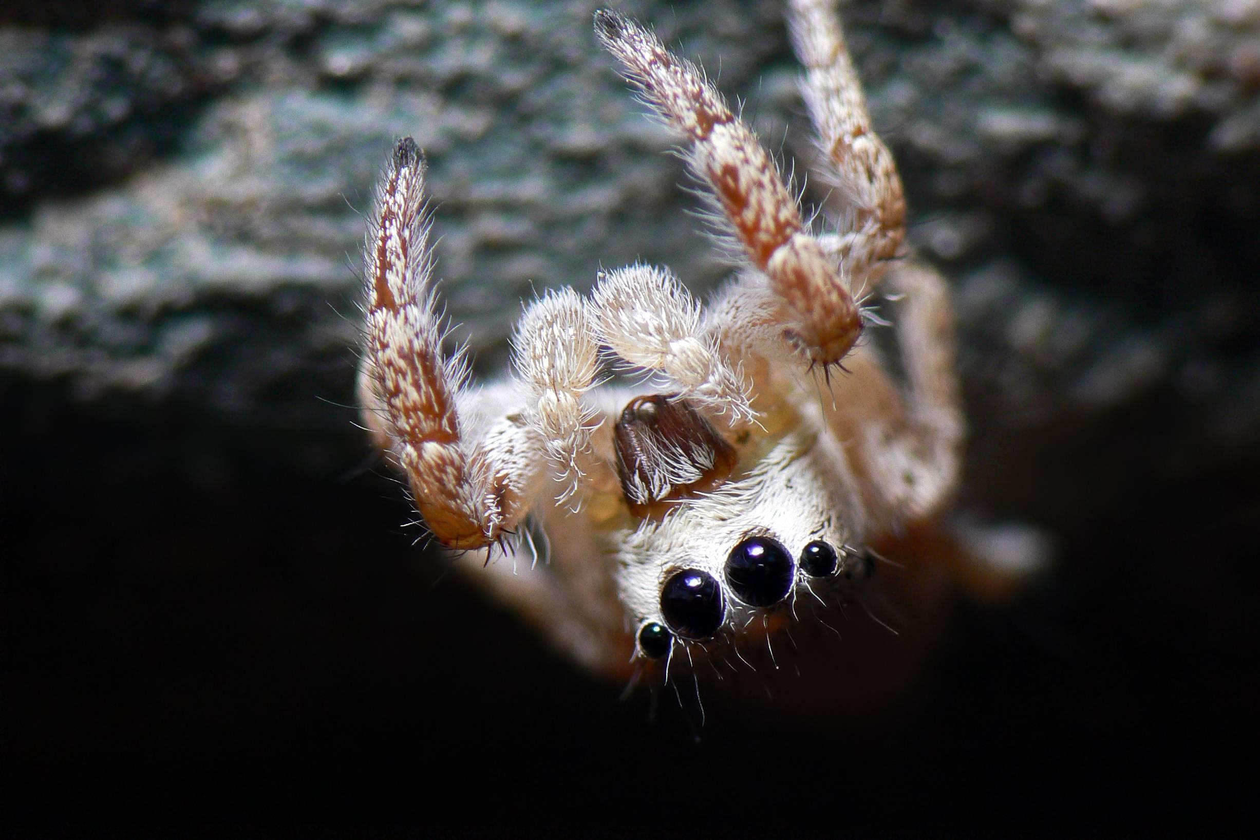 Spider Download Hd Wallpapers, Spider, Animal