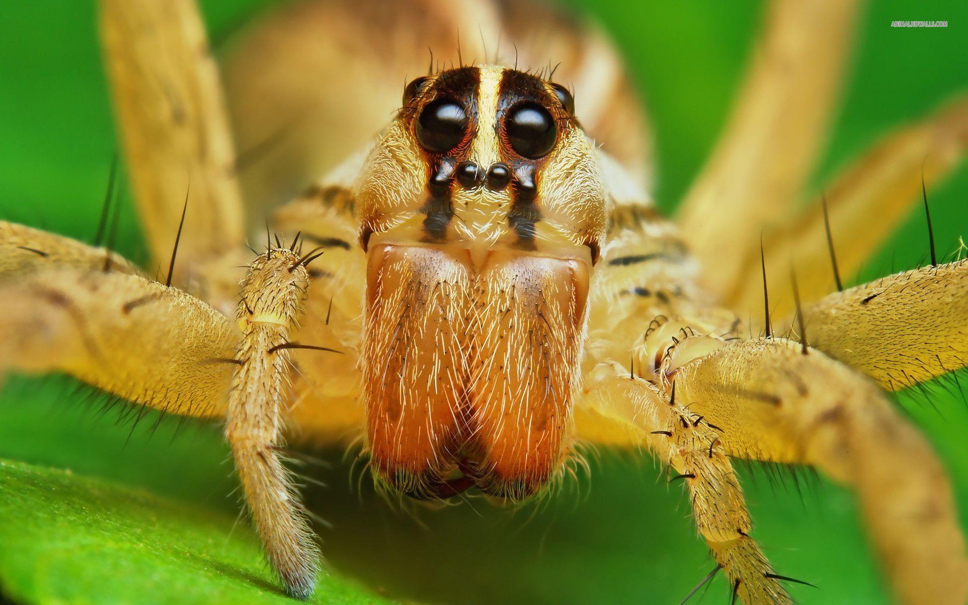 Spider Free 4K Wallpapers, Spider, Animal