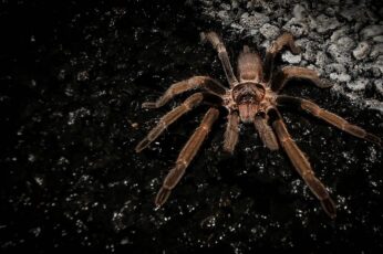 Spider Hd Wallpapers For Pc