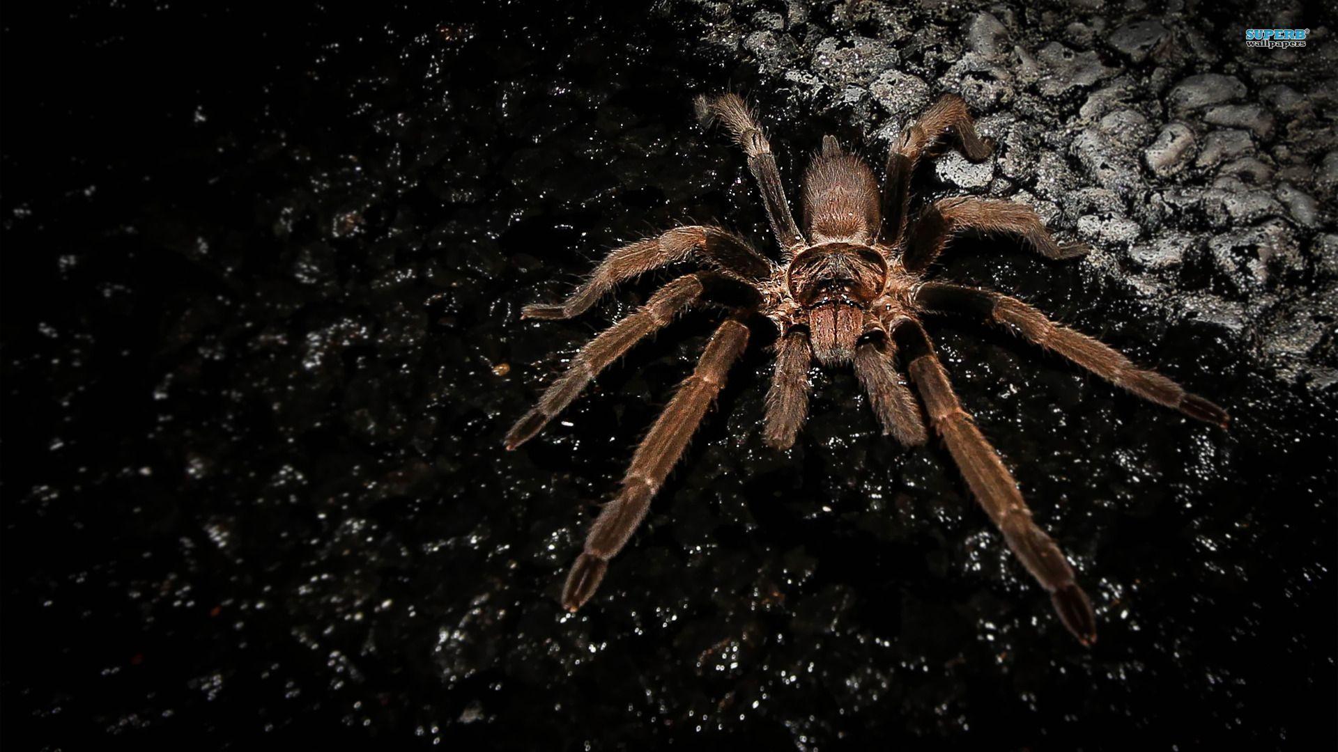 Spider Hd Wallpapers For Pc, Spider, Animal