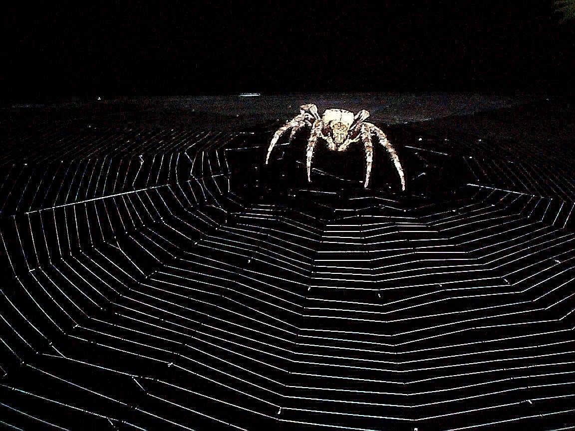 Spider High Resolution Desktop Wallpaper, Spider, Animal