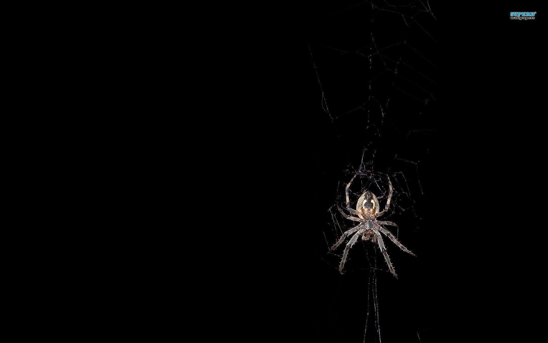 Spider Pc Wallpaper 4k, Spider, Animal