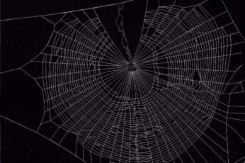 Spider Wallpaper 4k Download For Laptop