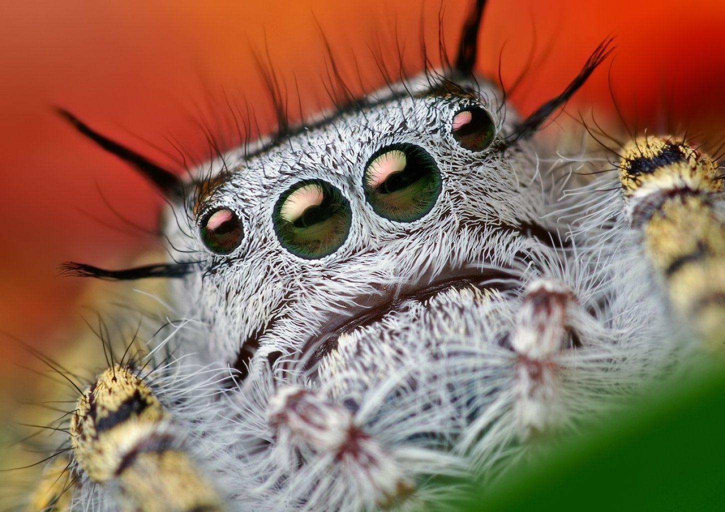 Spider Wallpaper 4k For Laptop, Spider, Animal