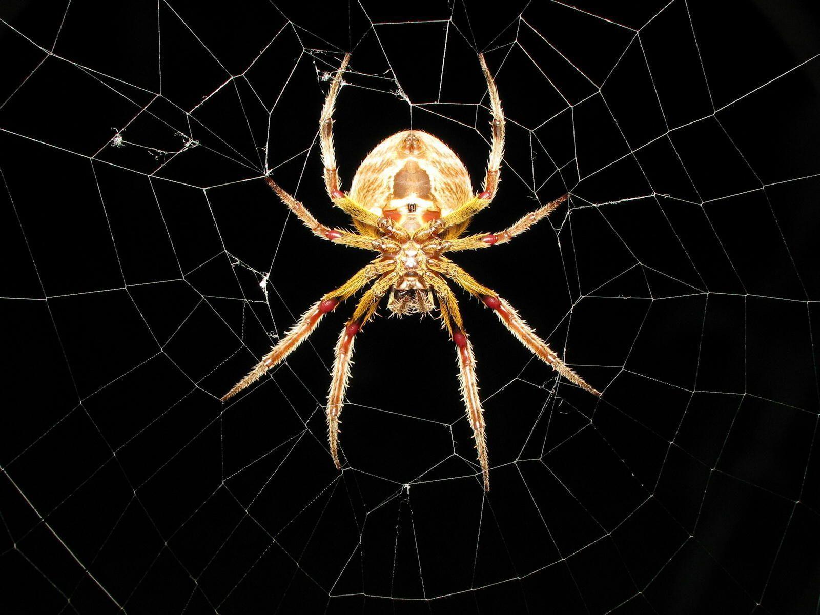 Spider Wallpaper Hd, Spider, Animal