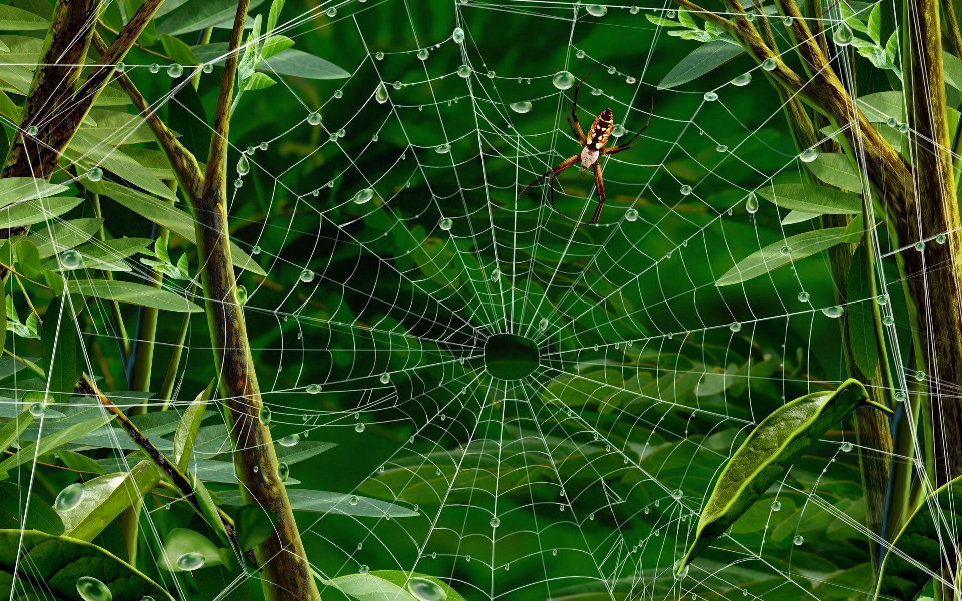 Spider Windows 11 Wallpaper 4k
