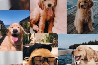Cute Puppy Summer Download Wallpaper