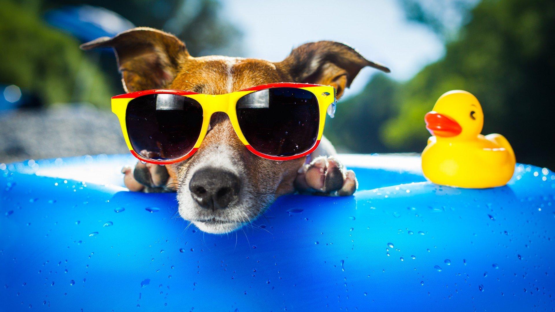 Cute Puppy Summer Free Desktop Wallpaper