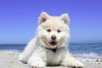Cute Puppy Summer Pc Wallpaper